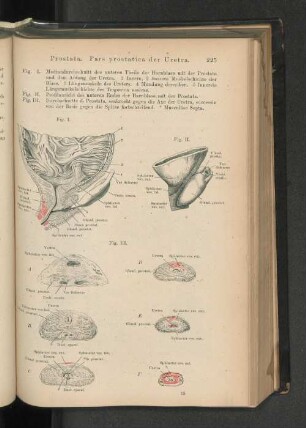Prostata. Pars prostatica der Uretra.