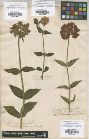 Lychnis