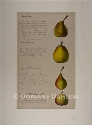 Tuschzeichnung "Birnen"