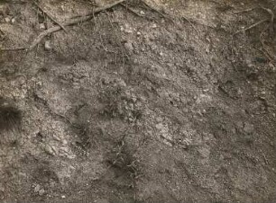 Zittauer Gebirge. Basalttuffschichten nordwestlich der Lausche
