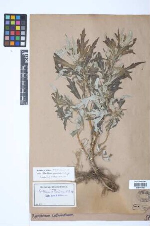 Xanthium catharticum Kunth