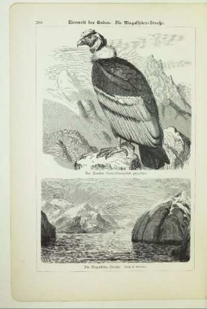 Der Kondor (Sarcorhamphus gryphus)