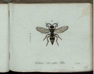 Mellinus interruptus Fabr. [bis] Philanthus emarginatus Mihi