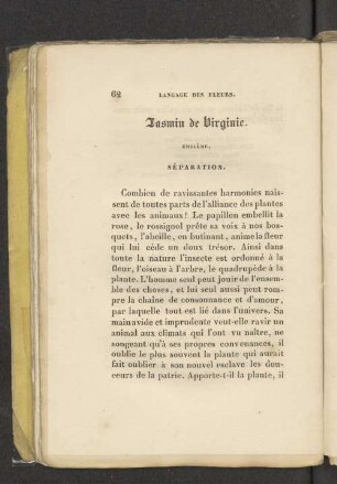 Jasmin de Virginie.
