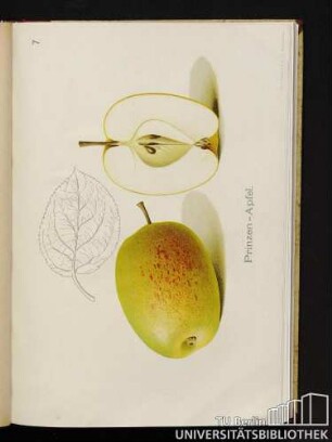 7. Prinzen-Apfel.