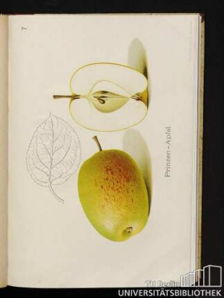 7. Prinzen-Apfel.