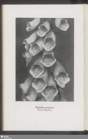 Digitalis purpurea