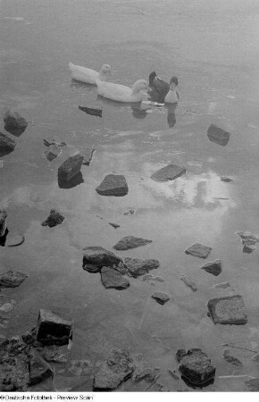 Drei Enten auf einem Teich im Johannapark
