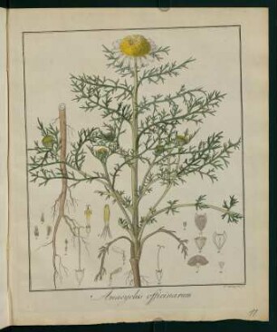 11r, Anacyclus officinarum