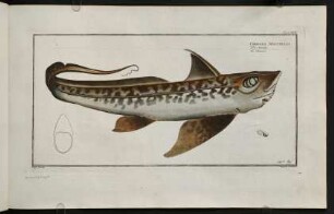 CXXIVr, Chimaera Monstrosa
