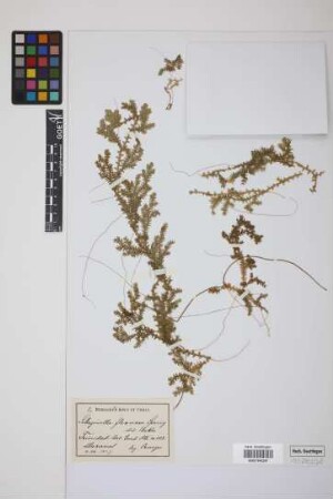 Selaginella flexuosa Spring