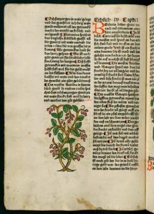 39v-40r, Erbsich (55. Kapitel)