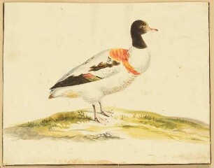 Ente