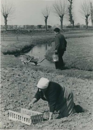 Frühjahr in Vierlande. Bäuerinnen bringen Feldfrüchte in den Boden. Reine Handarbeit. Die kleine Anbaufläche liefert hohe Erträge