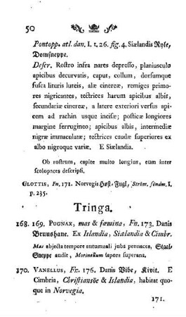 Tringa