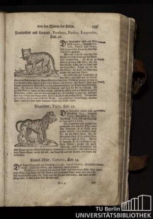 Cap. 32. Pantherthier und Leopard, Panthera, Pardus, Leopardus.
