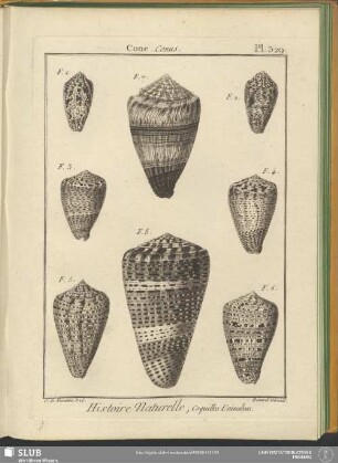 Pl. 329. Cone. Conus