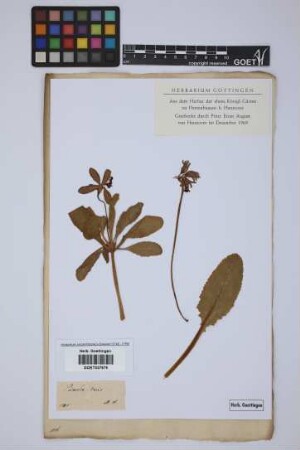 Primula veris L.