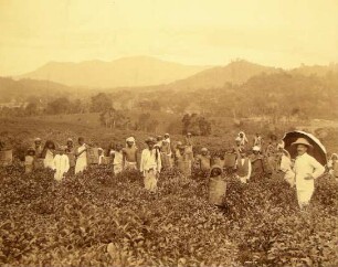 Tea Estate