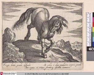 [Ein Pferd]