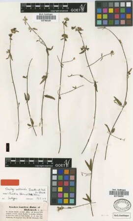 Stachys kurdica Boiss. & Hohenack. [isotype]