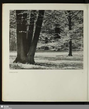 Frühling im Park