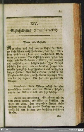 XIV. Schlüsselblume (Primula veris)