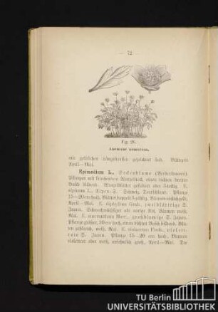 Fig. 26. Anemone nemorosa.