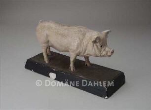 Modell - Schwein