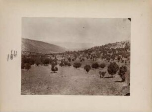 Mandelbäume : Mandelbumkulturen im Zagros-Gebirge.