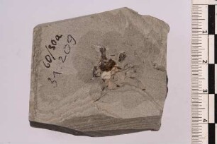 Rüsselkäfer (Curculionidae)