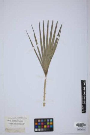 Chamaerops humilis L.