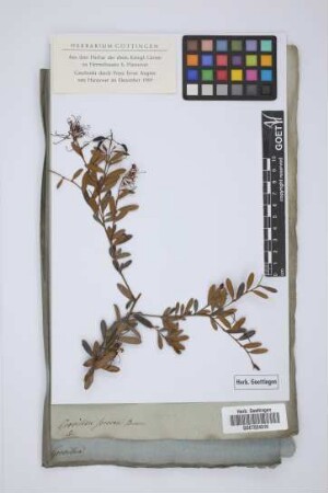Grevillea Sericea Brown