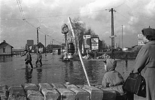 Rheinhochwasser