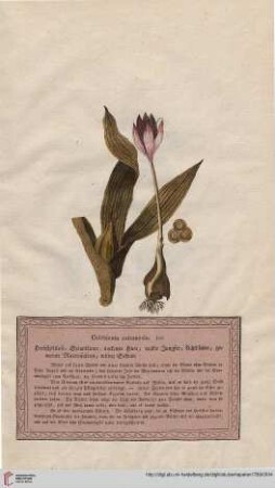 Colchicum autumnale