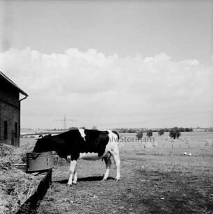 Landwirtschaft: Kuh an Tränke: links Scheune: hinten Knicklandschaft