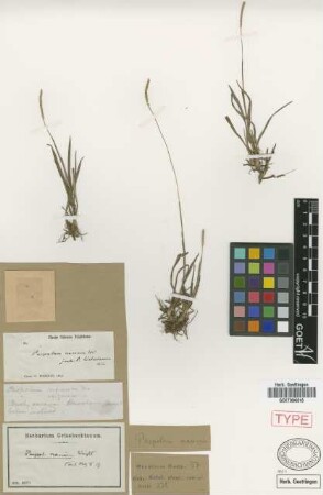 Paspalum nanum C.Wright ex Griseb.