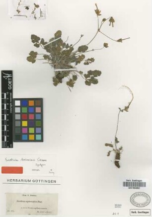 Erodium asplenioides Desf.