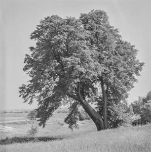 Landschaft : Landschaft bei Baruth