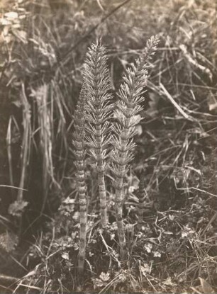 Pannewitz. Drei junge Halme des Riesen-Schachtelhalms (Equisetum telmateia EHRH.)