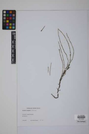 Equisetum variegatum variegatum Schleich.