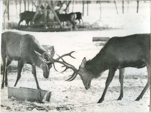 Kämpfende Hirsche am Futterplatz