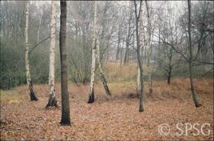 Potsdam, Park Sacrow, nahe der Statue der Thusnelda.