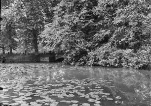 Seerosenteich