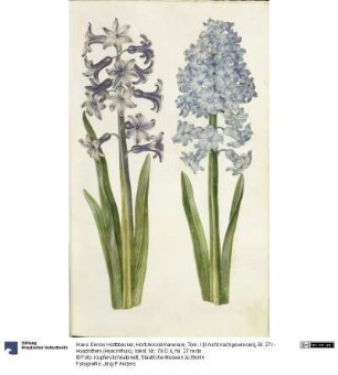 Horti Anckelmanniani, Tom. I [II nicht nachgewiesen], Bl. 27r - Hyazinthen (Hyacinthus)