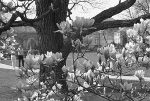 Magnolienblüte im Botanischen Garten