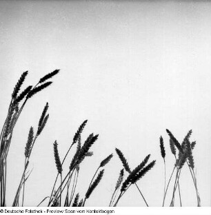 Richter auf Elbwiese