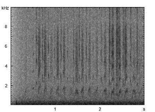 Kleiner Schmalbock | Stenurella melanura - Stridulation
