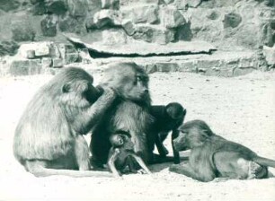 Zoo Berlin: Paviane