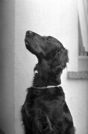 Titel "Deutscher Bundessieger" für einen Karlsruher Gordon-Setter-Rüden.